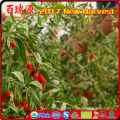 orgánico vegetal goji berry harvester nombres de frutos rojos ningxia wolfberry